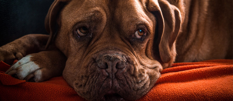 Ciencia & salud: ¿Cómo tenemos que hablarles a nuestros perros?