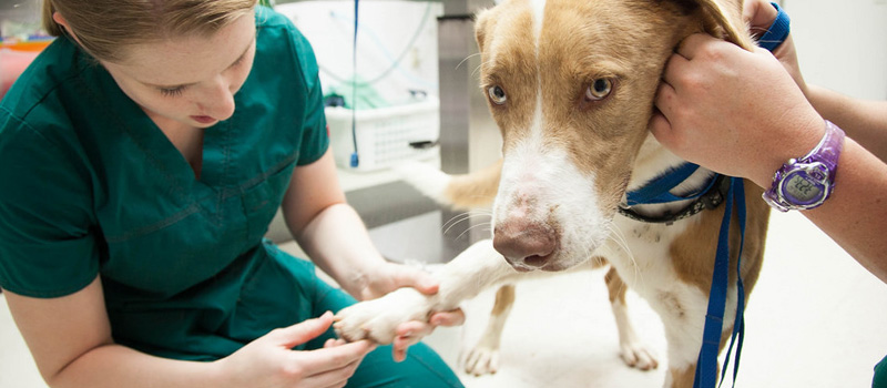 ¿Qué es la  Fisiatría Veterinaria?
