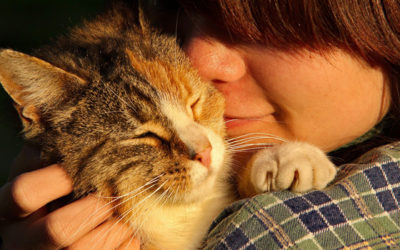 Comunicación y amor: ¿cómo comprender a nuestros gatos?