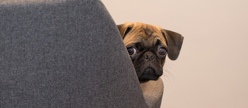 Personalidades caninas