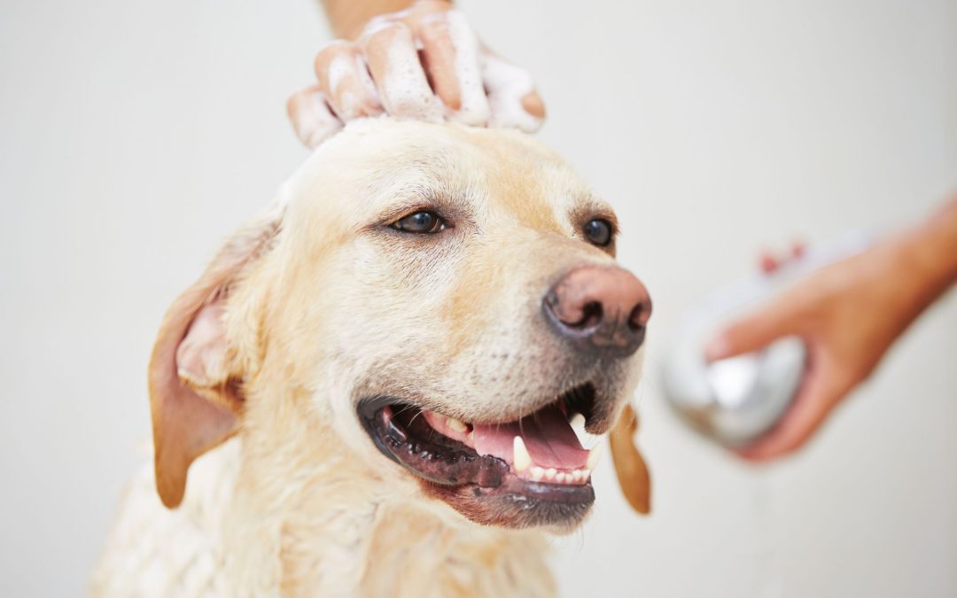 Bienestar y salud en tus mascotas: ¿Con qué frecuencia debo bañar a mi perro?