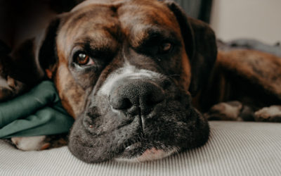 8 consejos para cuidar a las mascotas de la tercera edad