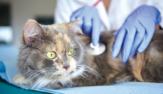 Consejos para llevar al gato al veterinario