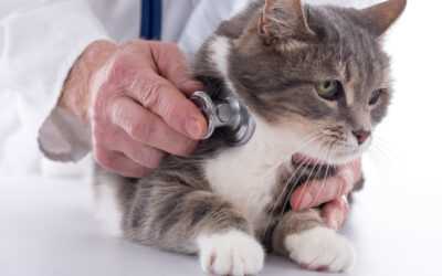 Consejos para llevar al gato al veterinario