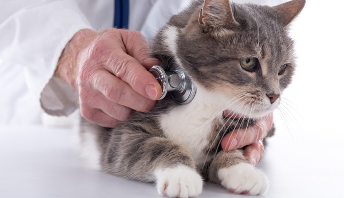 Consejos para llevar al gato al veterinario