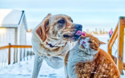 Obesidad canina y felina