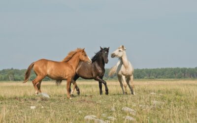 Como es el sistema circulatorio de un caballo