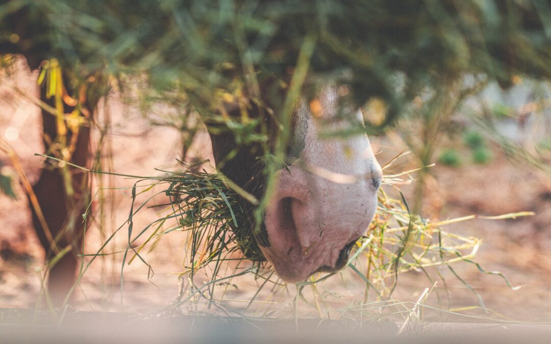 Vitaminas y nutrientes para caballos